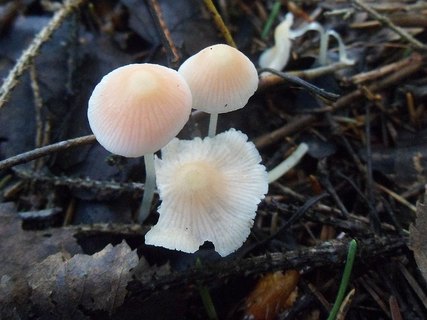 Atheniella adonis AMF 20170705-04