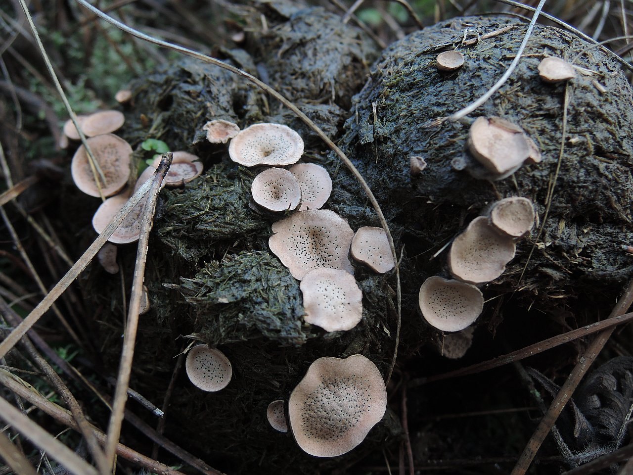 Poronia punctata