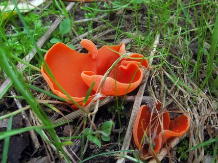 Aleuria aurantia