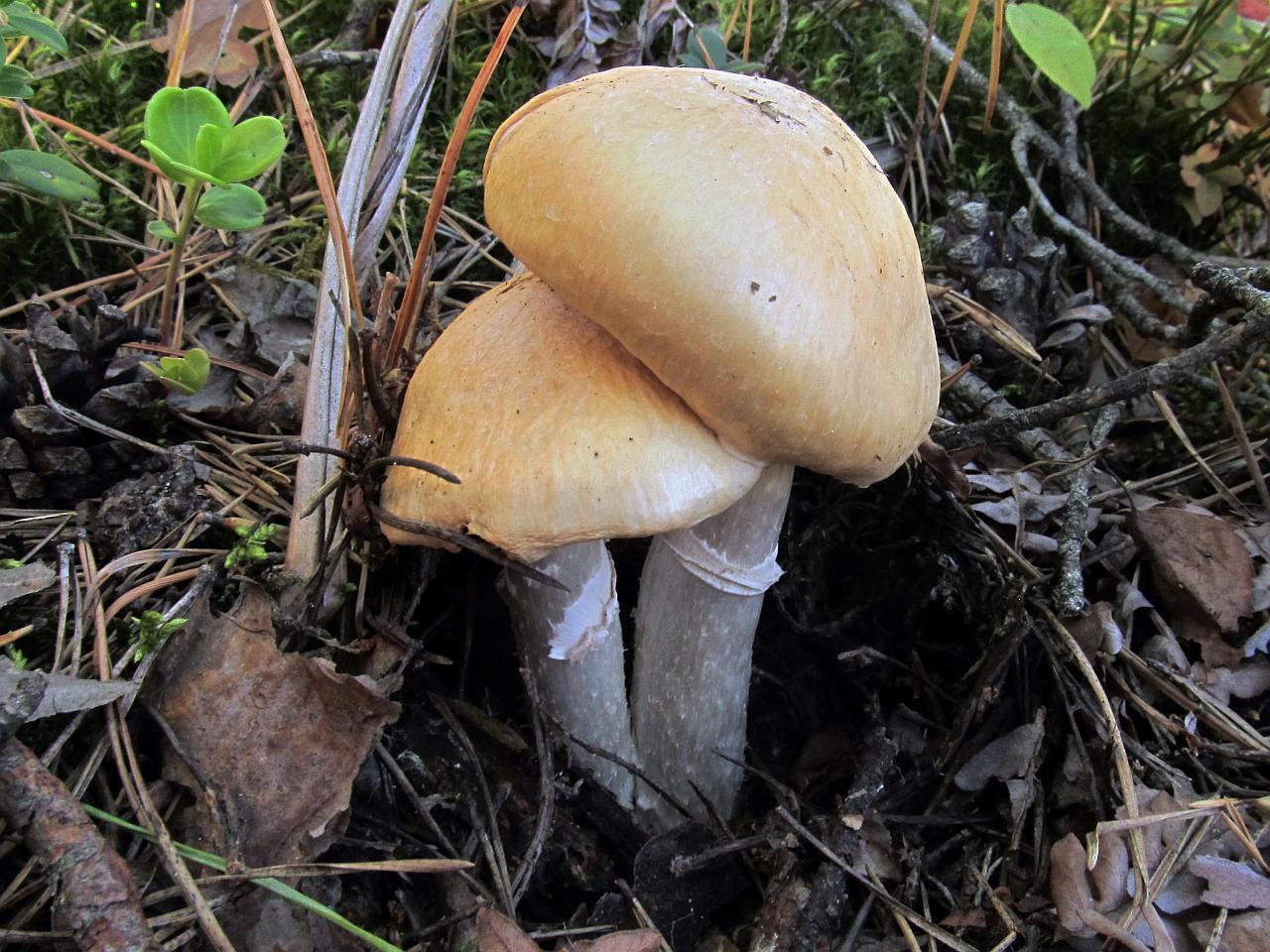 Cortinarius caperatus