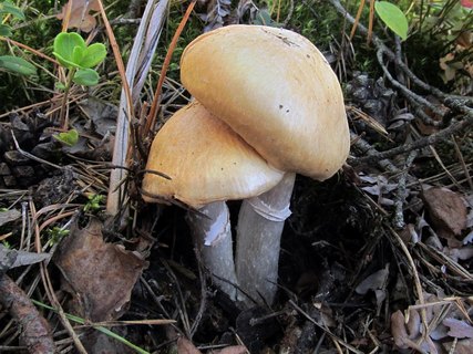 Cortinarius caperatus