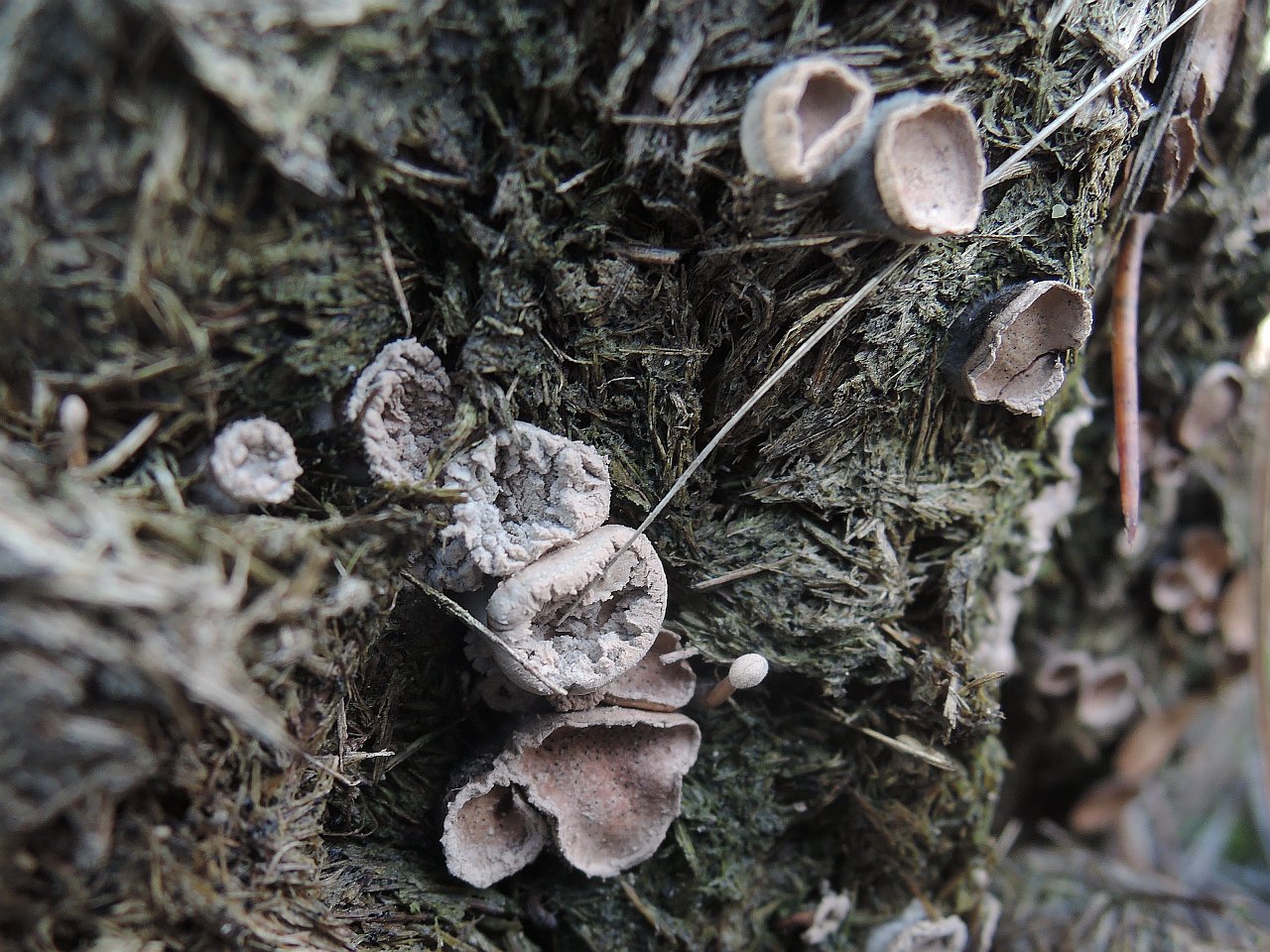 Poronia punctata HAJ 20171222-06