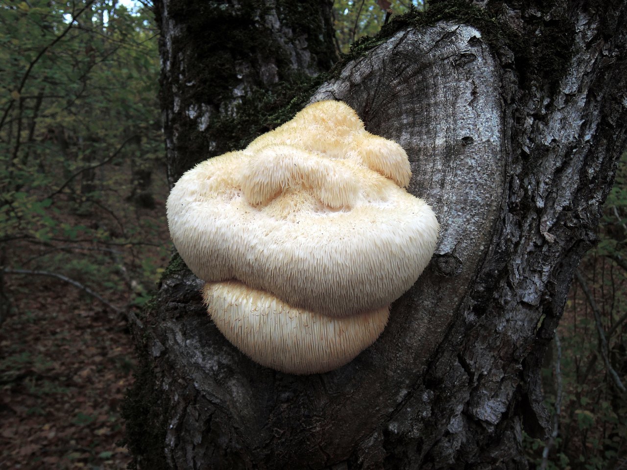 Hericium erinaceus