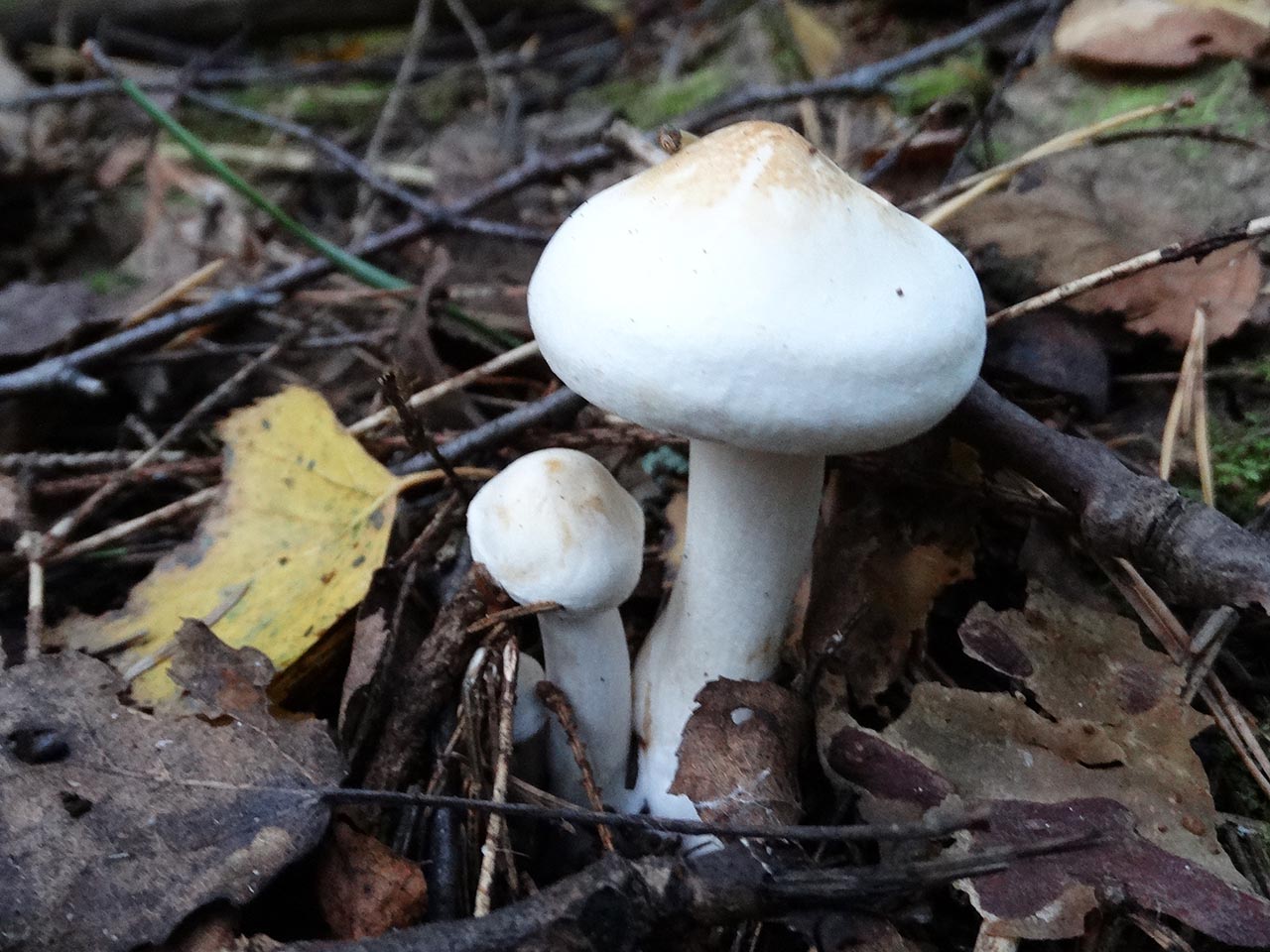 Tricholoma stiparophyllum AMF 20120810-02