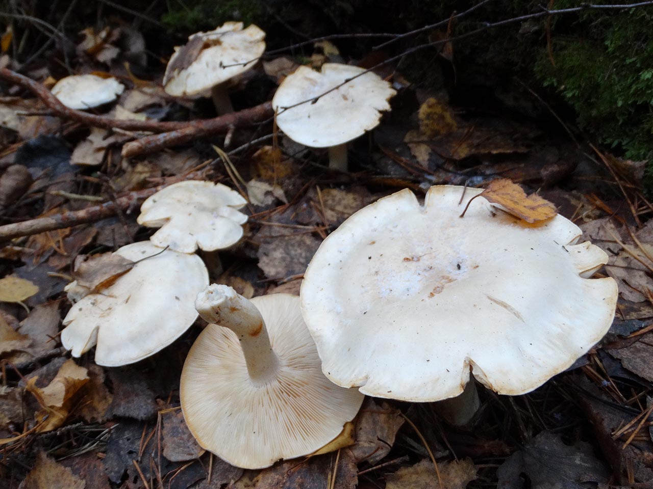 Tricholoma stiparophyllum AMF 20120810-04