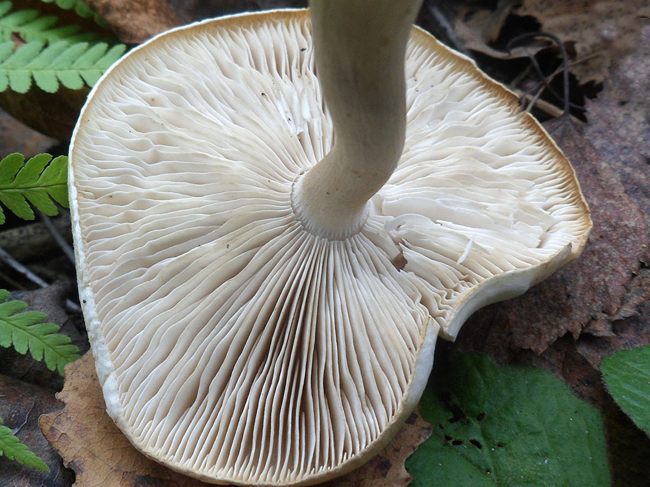 Tricholoma stiparophyllum AMF 20120810-05