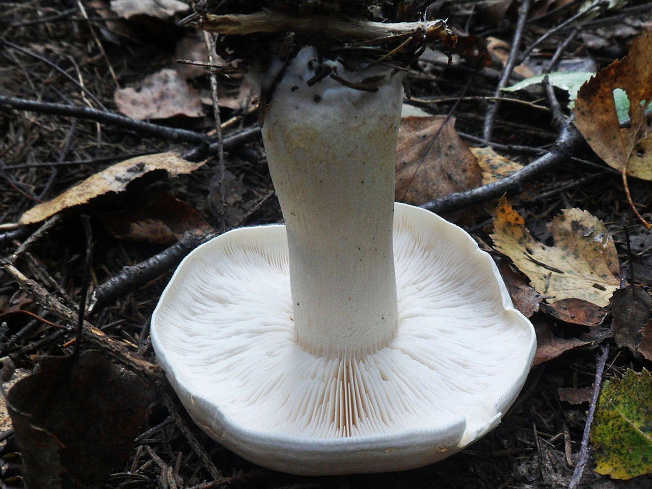 Tricholoma stiparophyllum AMF 20120810-07