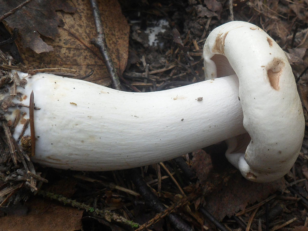 Tricholoma stiparophyllum AMF 20120810-08