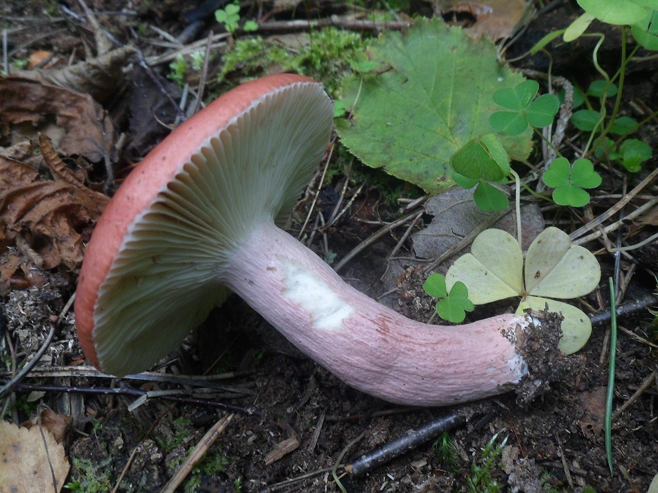 Russula rosea