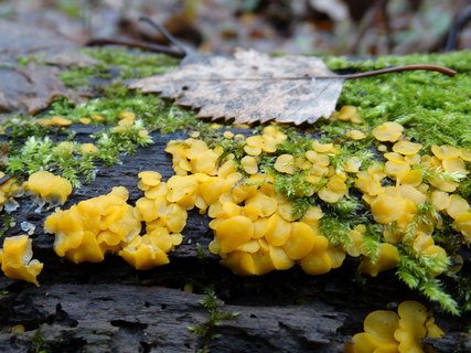 Bisporella citrina AMF 20171118-02