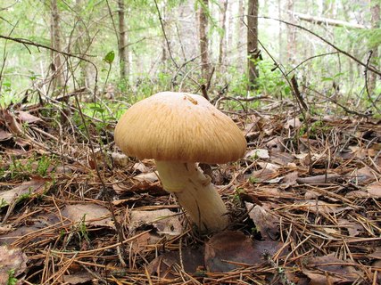 Cortinarius caperatus