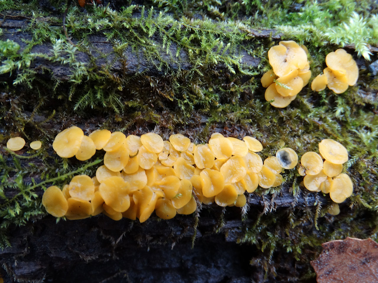 Bisporella citrina AMF 20171118-03