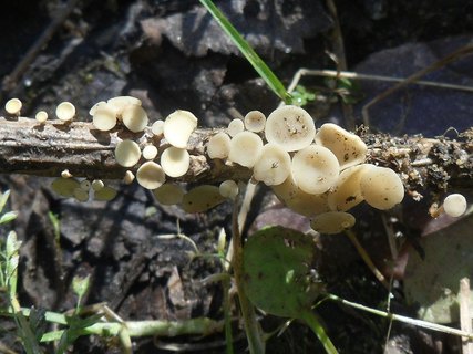 Hymenoscyphus herbarum AMF 20160916-01