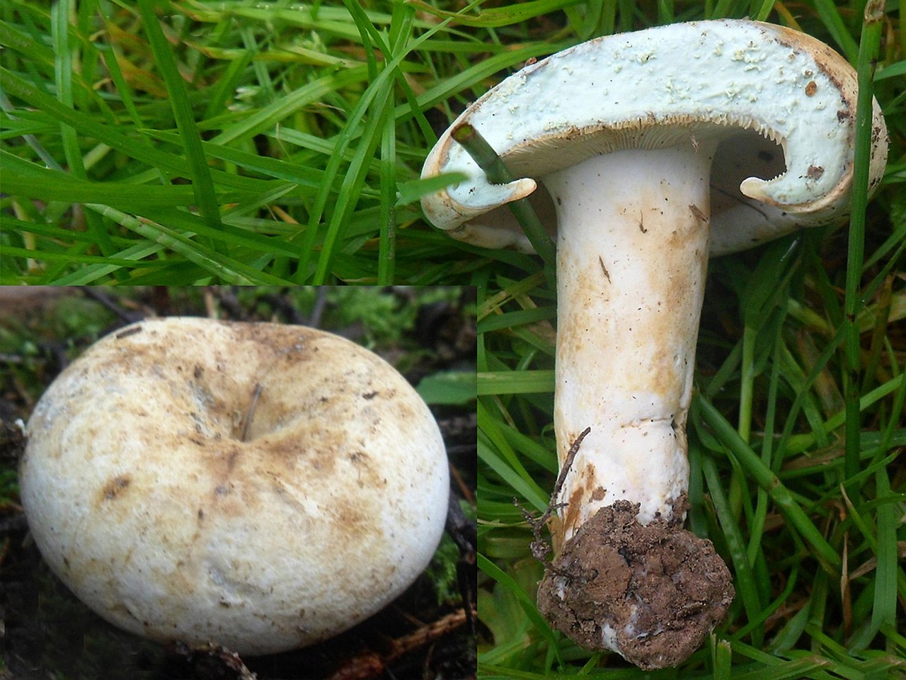 Lactifluus
