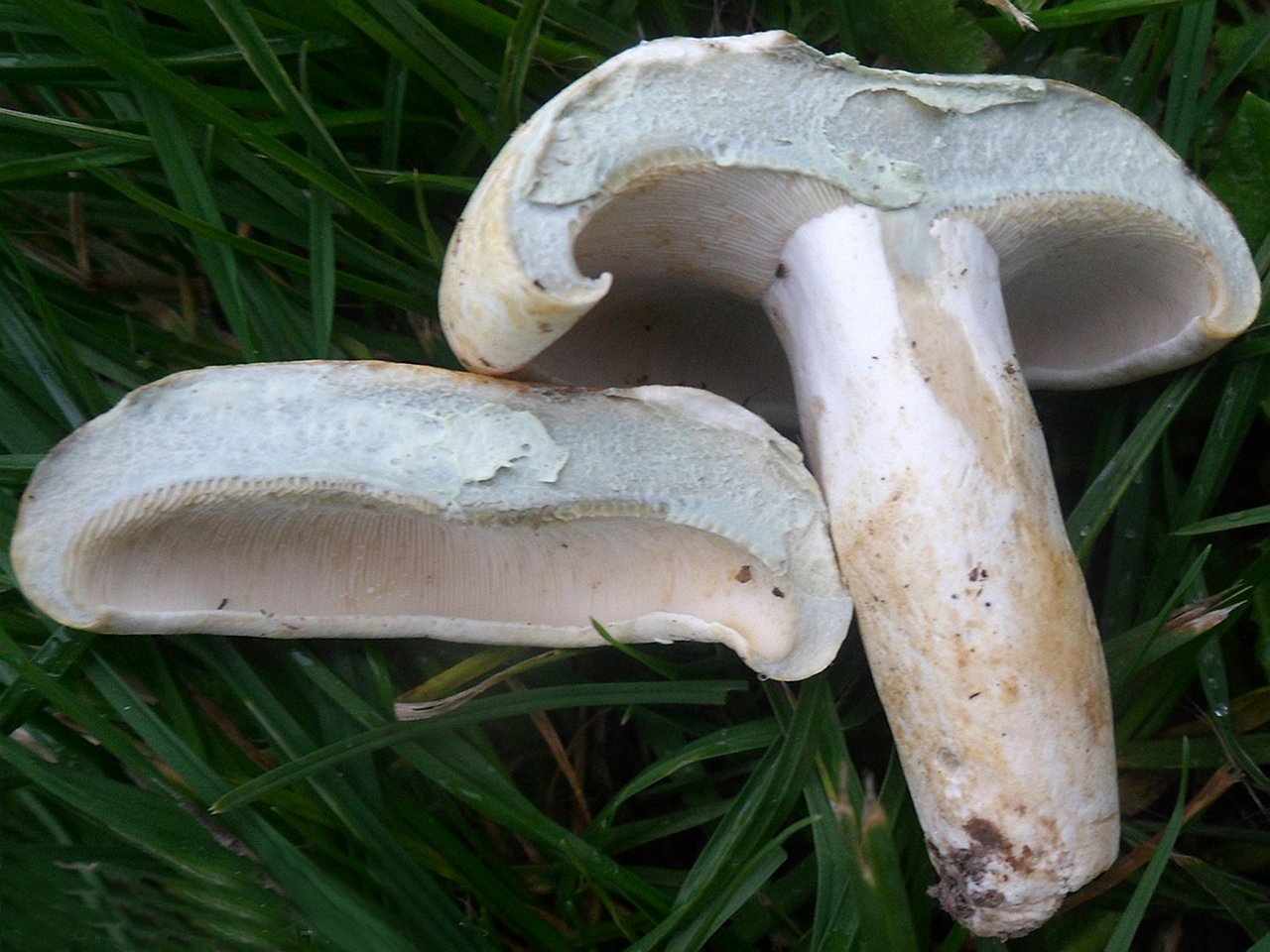 Lactifluus glaucescens AMF 20160819-02