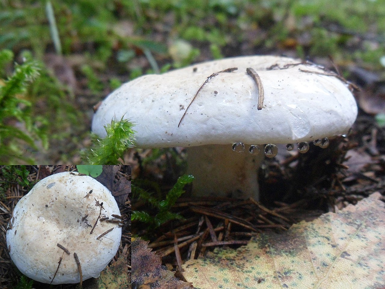 Lactifluus glaucescens AMF 20160821-04