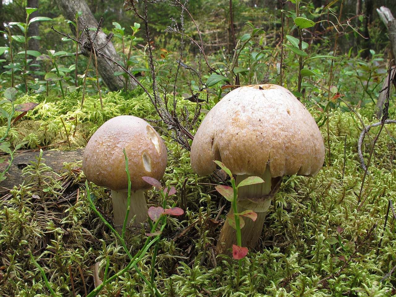Cortinarius caperatus