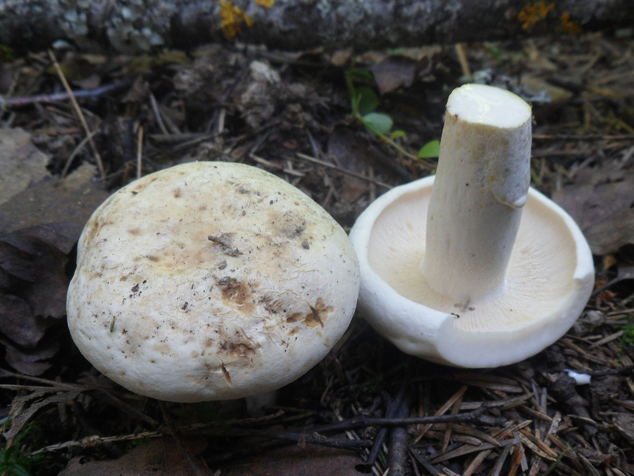 Lactifluus piperatus AMF 20170727-07