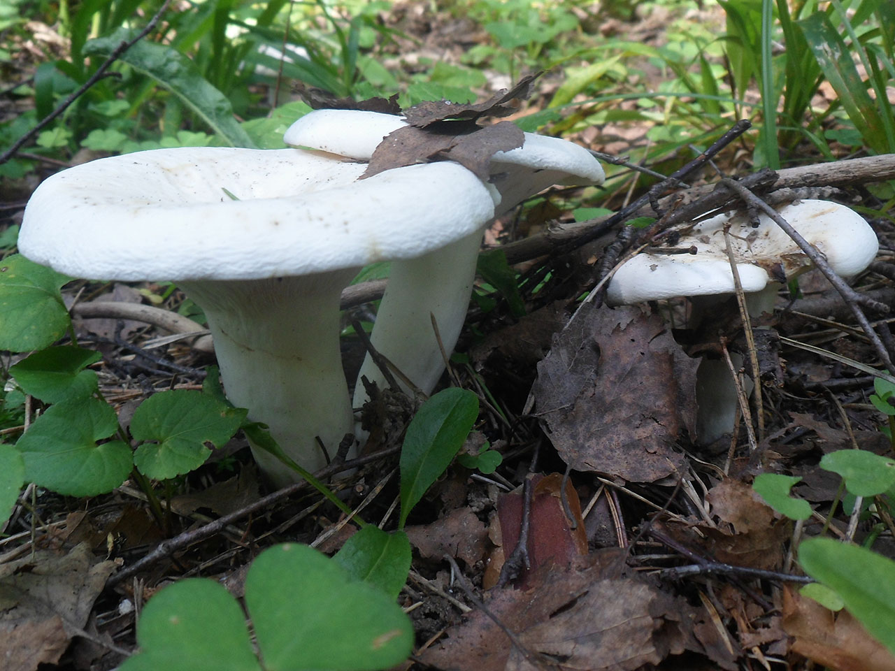 Lactifluus piperatus AMF 20170802-02
