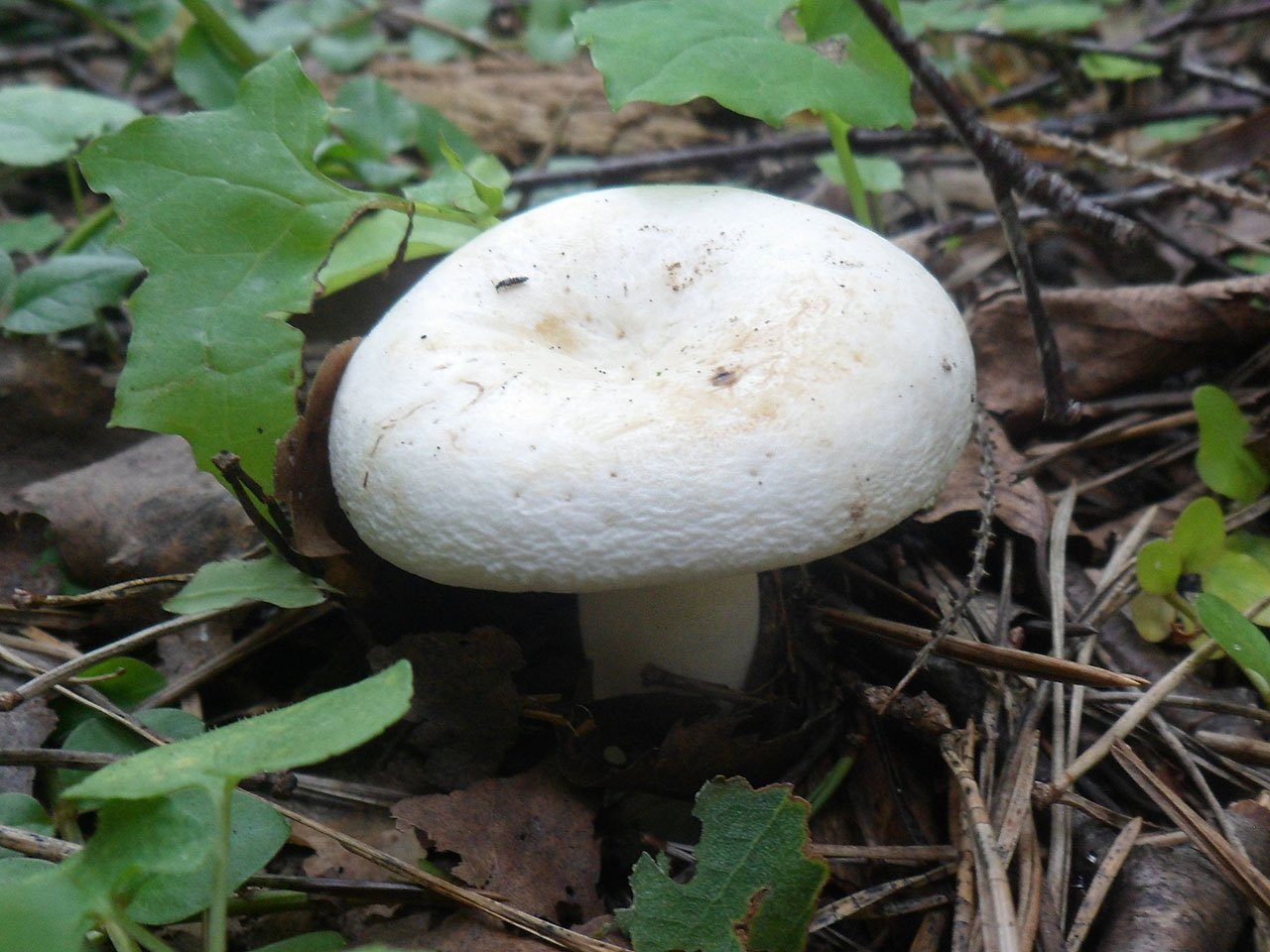 Lactifluus piperatus