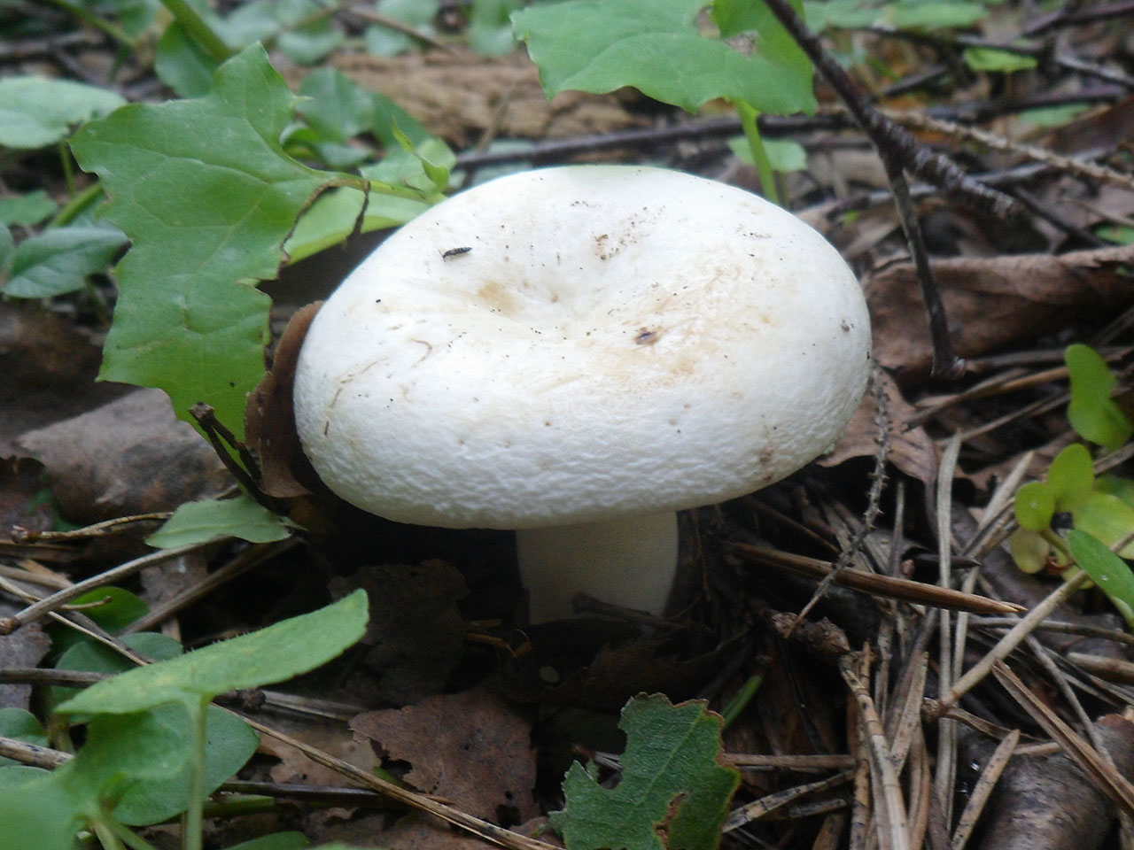 Lactifluus piperatus AMF 20170802-05