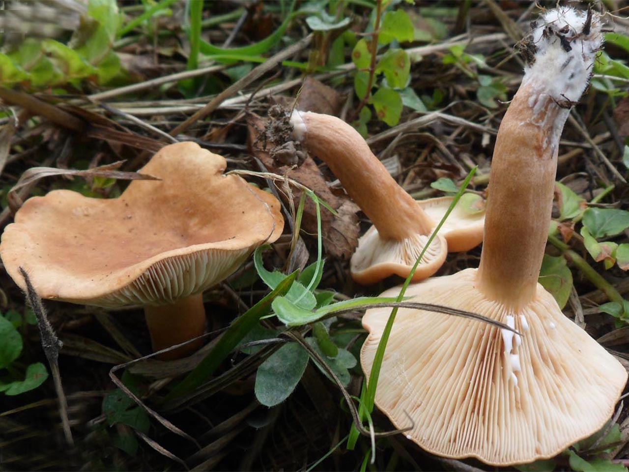 Lactifluus volemus AMF 20140830-09