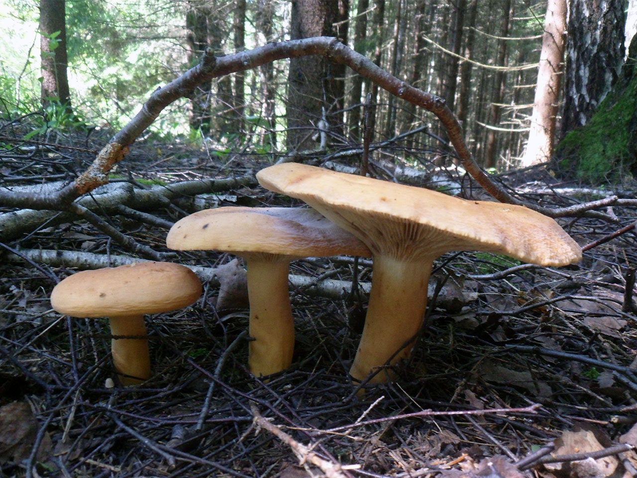 Lactifluus volemus AMF 20160801-03