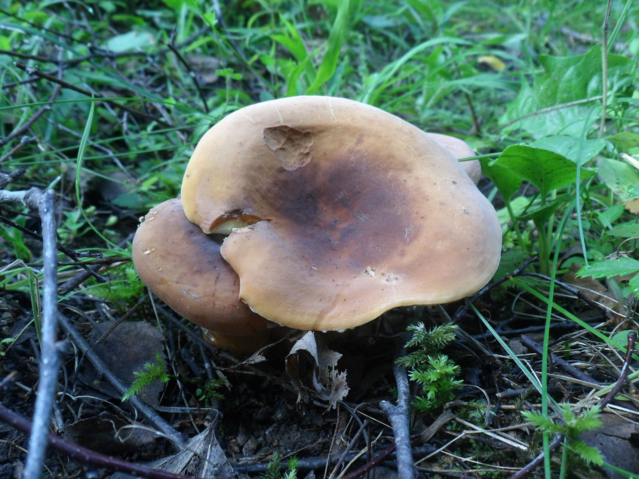 Lactifluus volemus AMF 20160725-05
