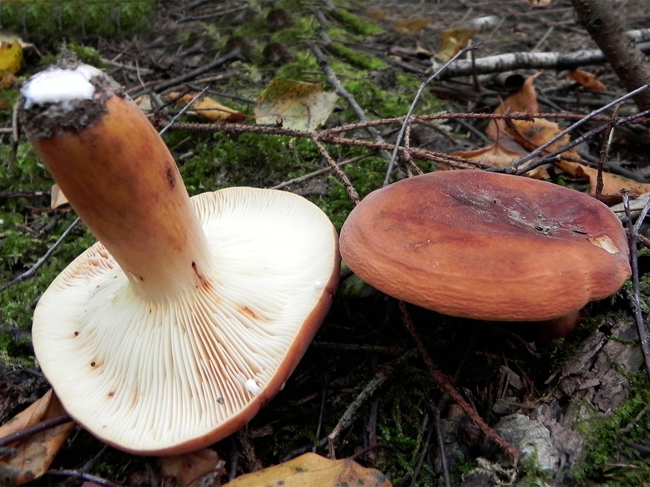Lactifluus volemus AMF 20120810-01