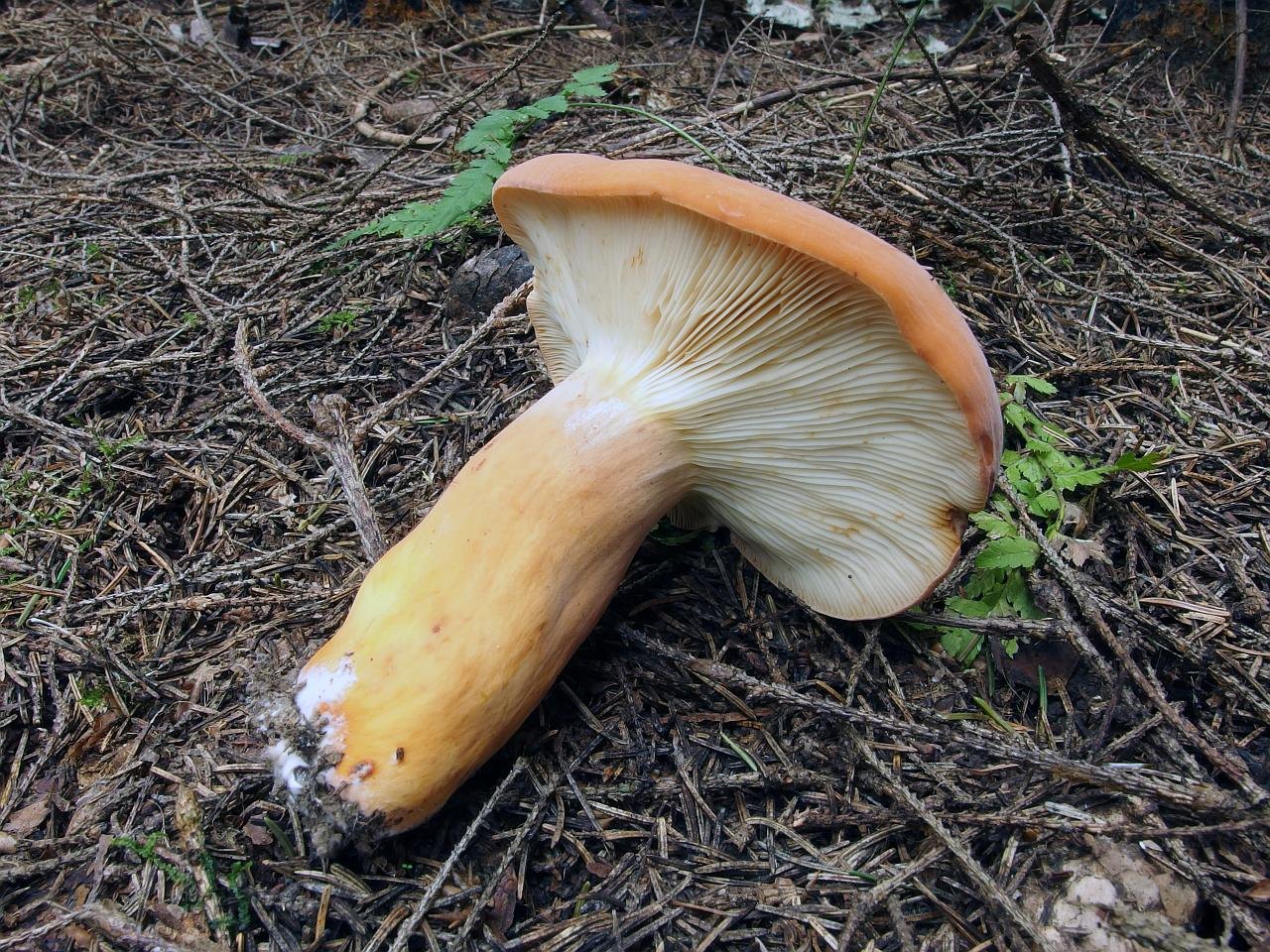 Lactifluus volemus