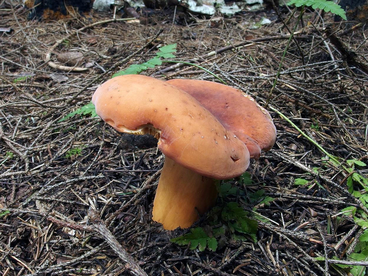 Lactifluus volemus MVK 20130830-01