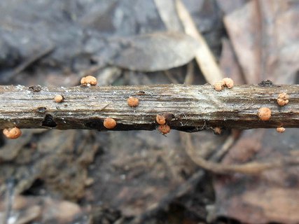 Nectria cinnabarina AMF 20160407-01