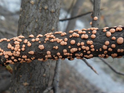 Nectria cinnabarina AMF 20170321-03