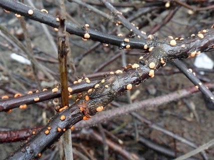 Nectria cinnabarina AMF 20170321-05