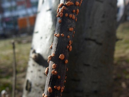 Nectria cinnabarina AMF 20170323-04
