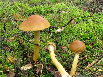 Cortinarius cinnamomeus