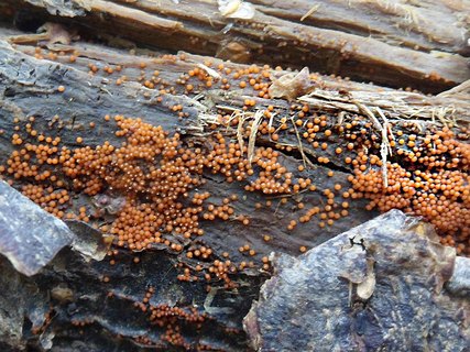 Nectria peziza AMF 20151012-01