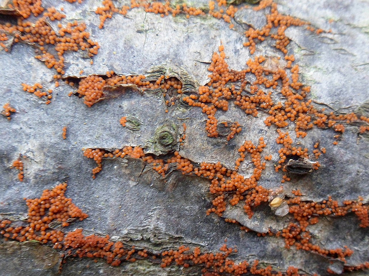 Nectria peziza AMF 20151012-02