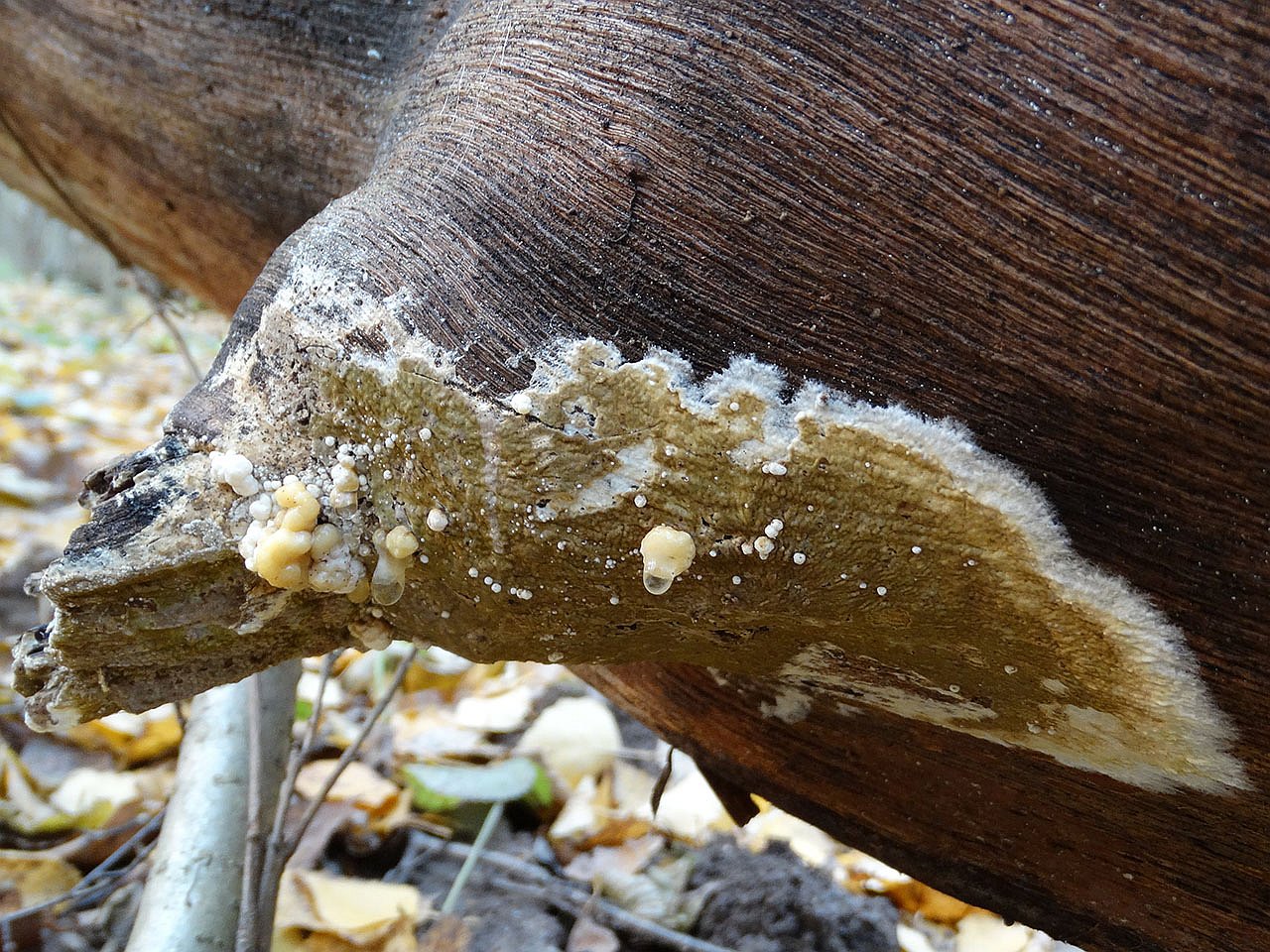 Nodulisporium cecidiogenes AMF 20171017-01