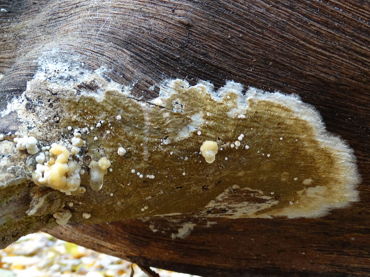 Nodulisporium cecidiogenes AMF 20171017-02