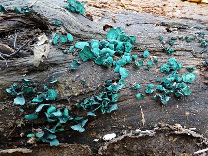 Chlorociboria aeruginosa AMF 20171018-04
