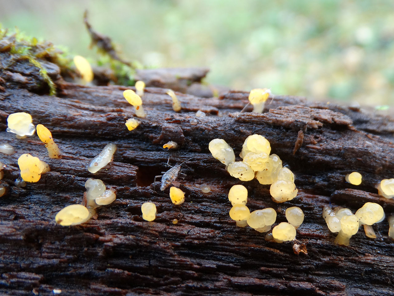 Calocera pallidospathulata AMF 20171017-02