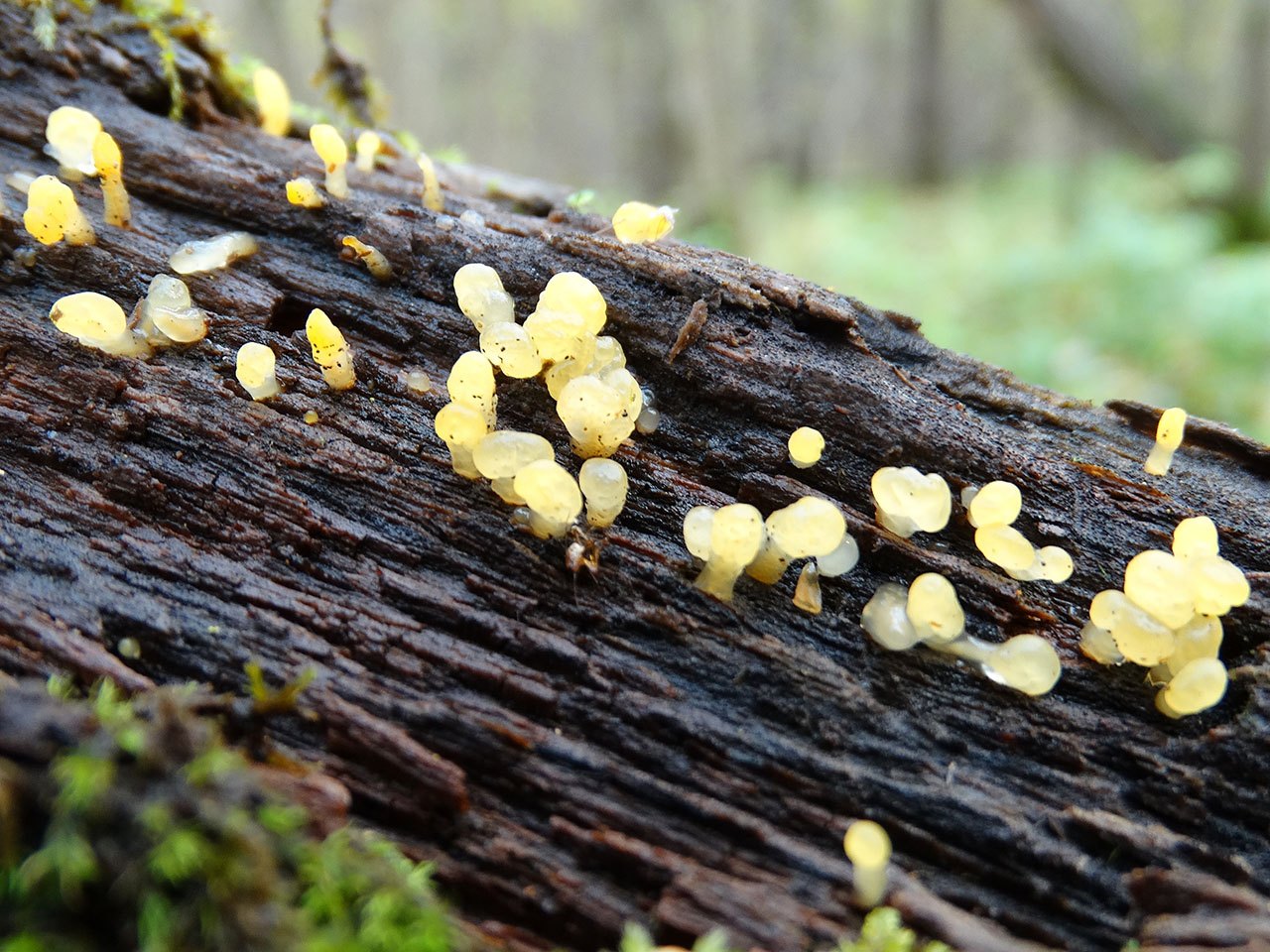 Calocera pallidospathulata