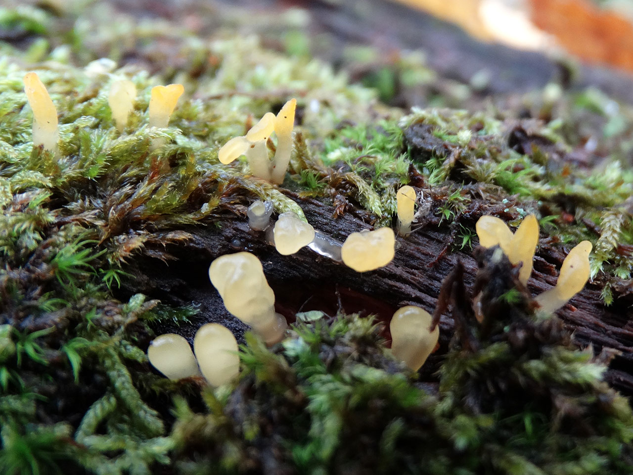 Calocera pallidospathulata AMF 20171018-05