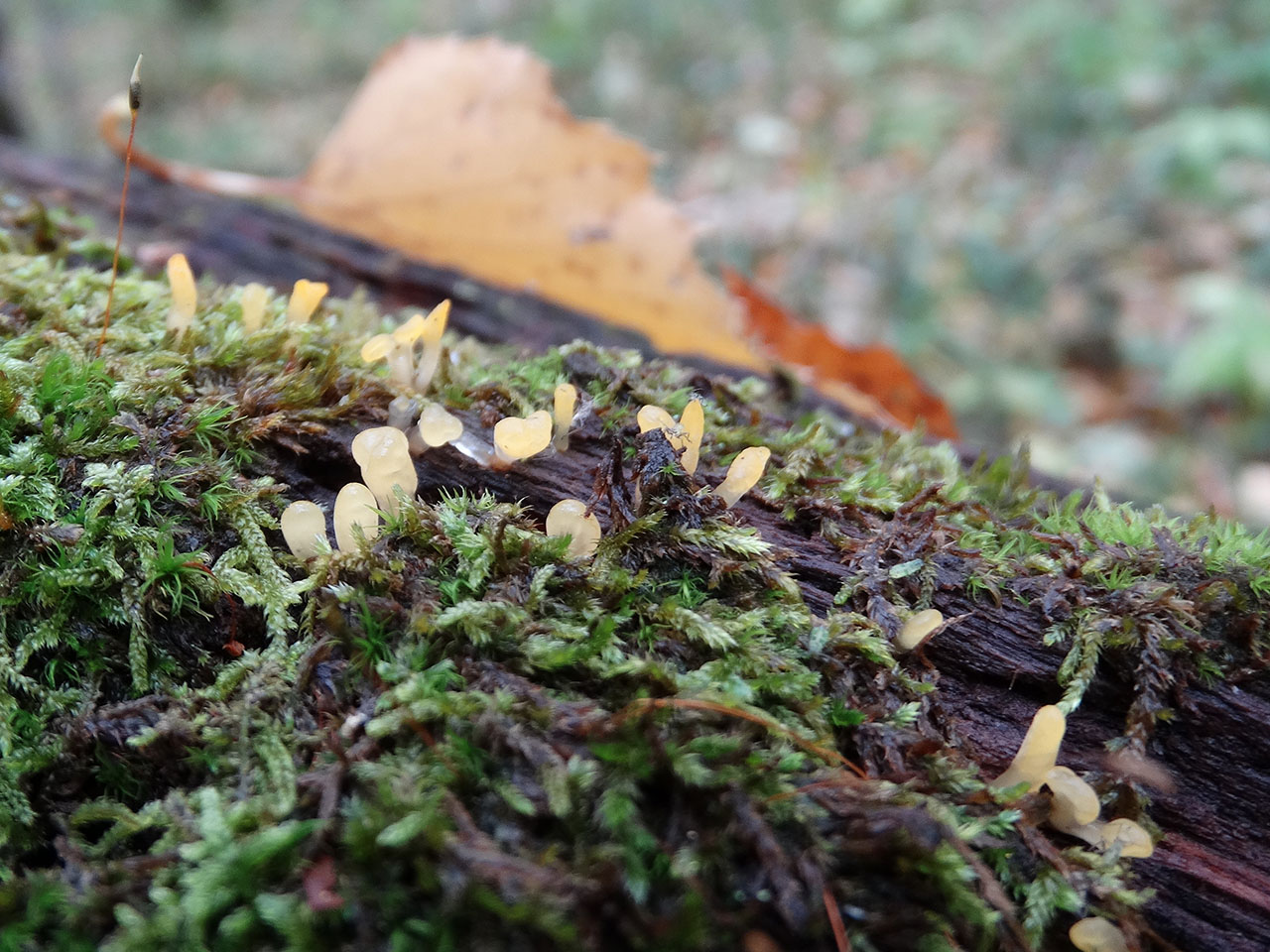 Calocera pallidospathulata AMF 20171018-06