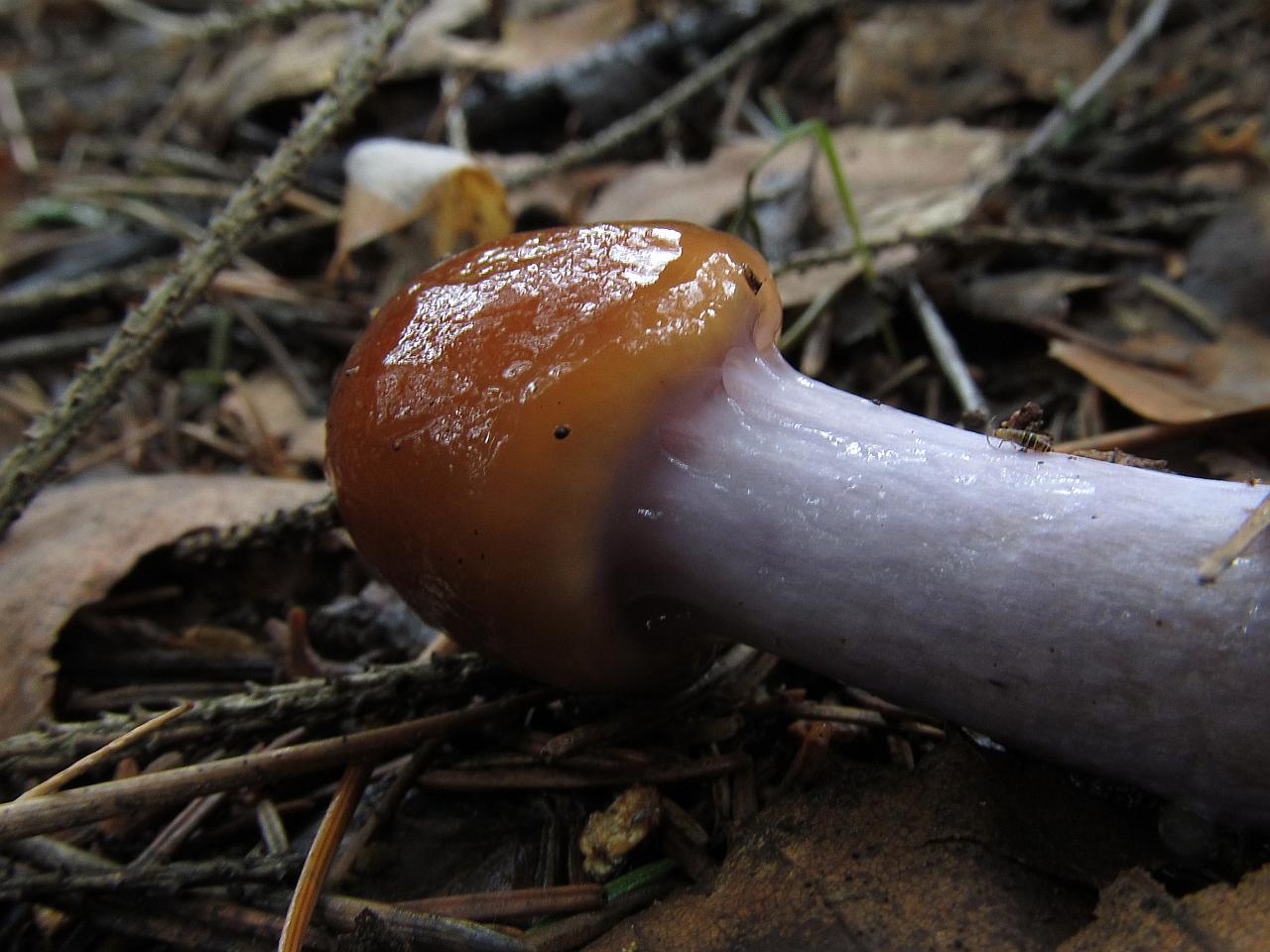 Cortinarius collinitus