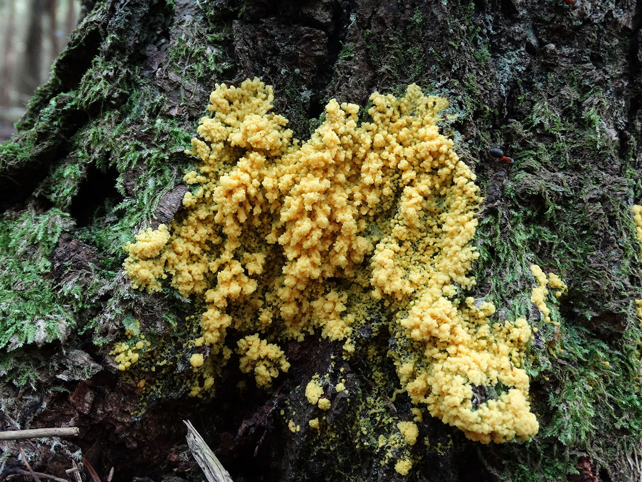 Fuligo muscorum AMF 20170911-01