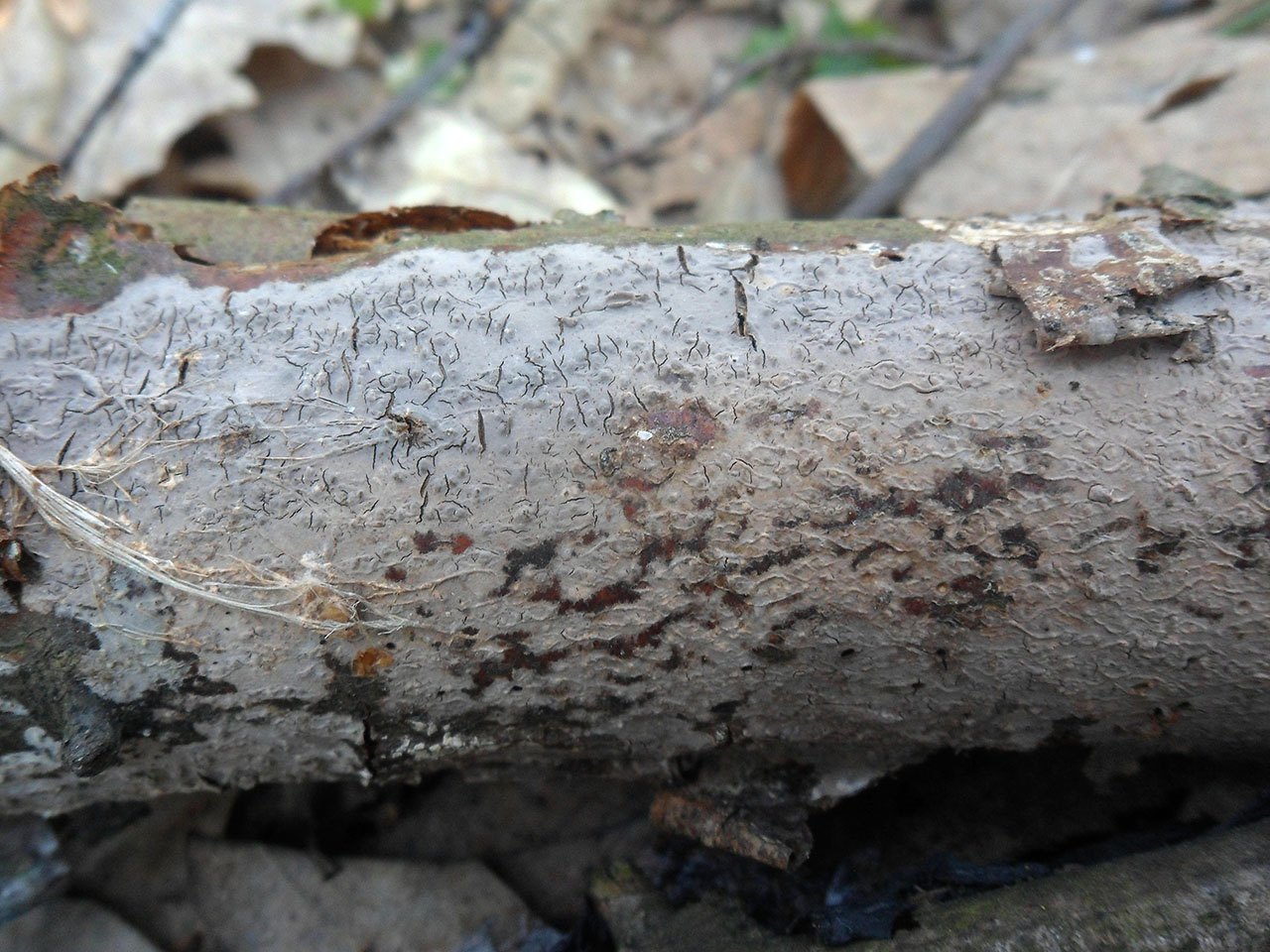 Peniophora cinerea