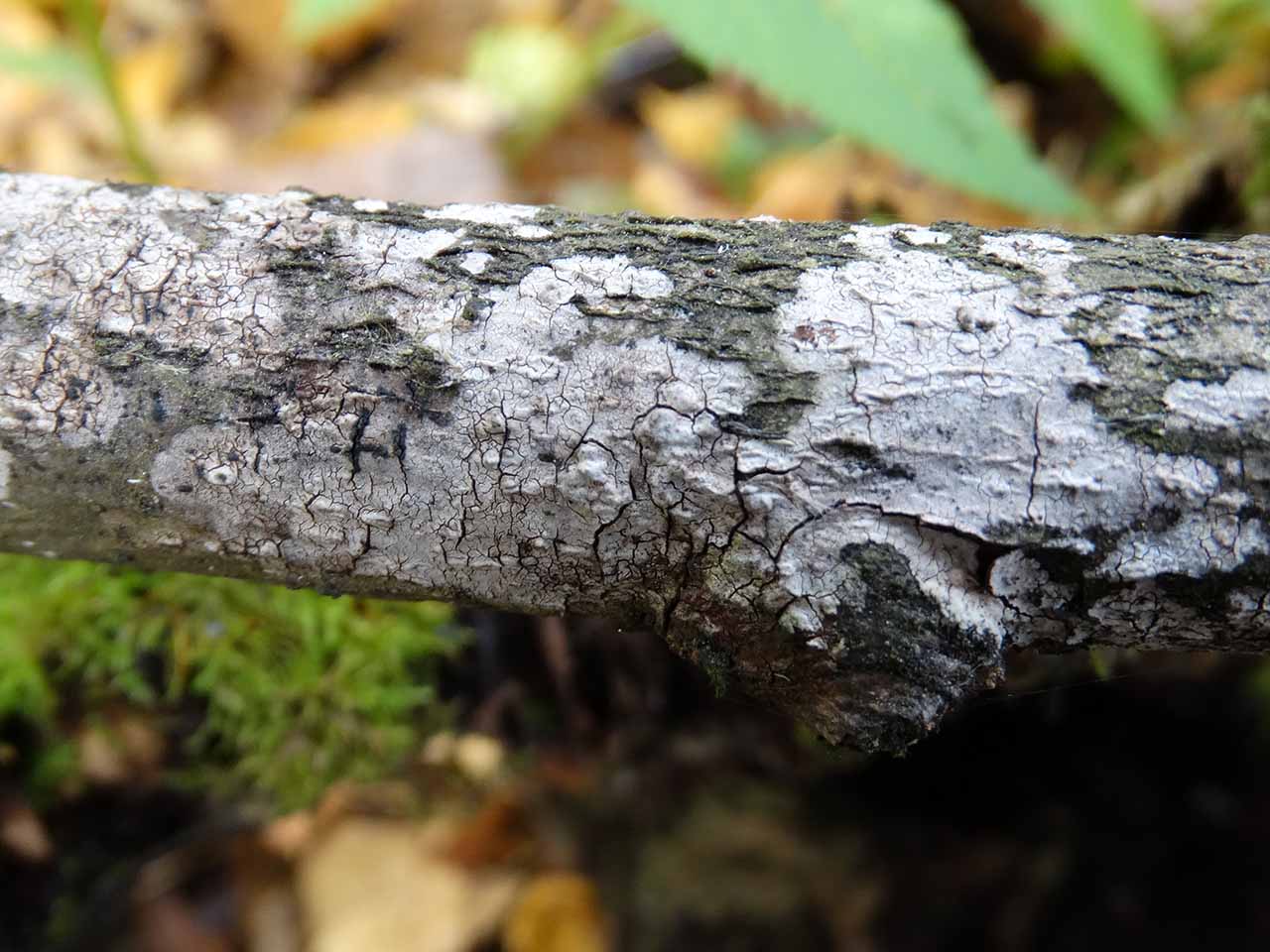 Peniophora cinerea AMF 20171018-05