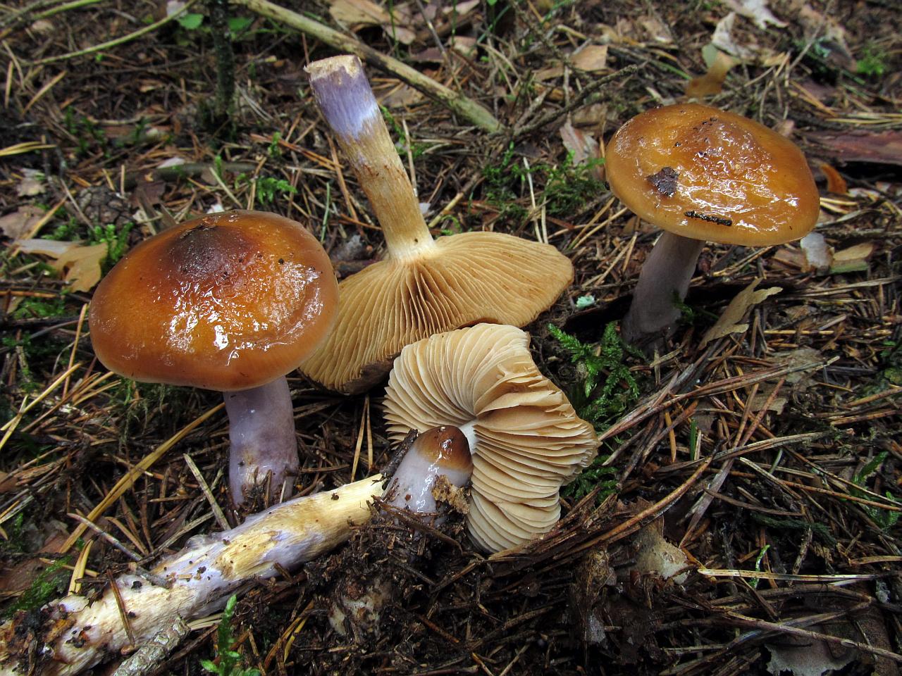 Cortinarius collinitus